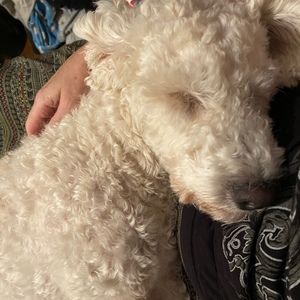 Meet your Posher, Sunny